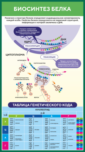 Стенд по биологии Биосинтез белка